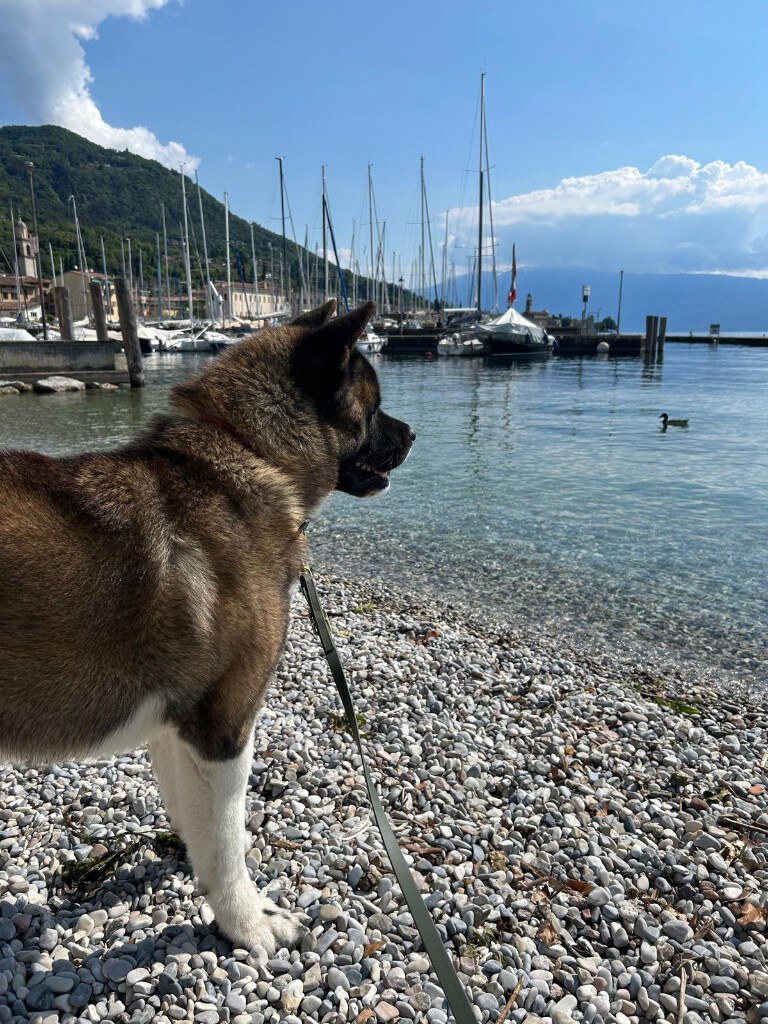 Tim Hoffmann mit Hund am Wasser — Tierschutz und Ehrenamt